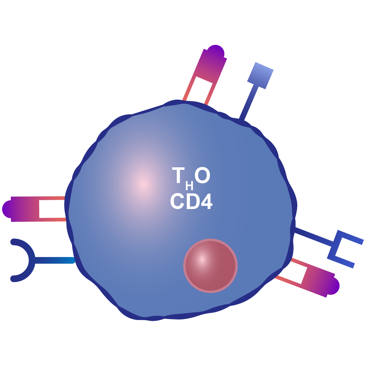 CD4 T细胞