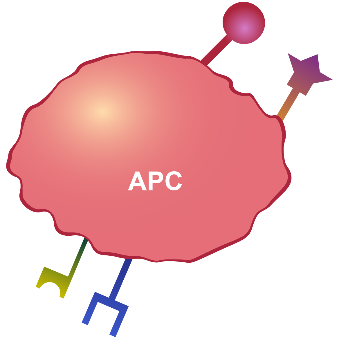 APC细胞