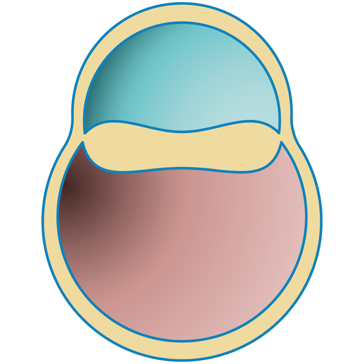 原肠胚
