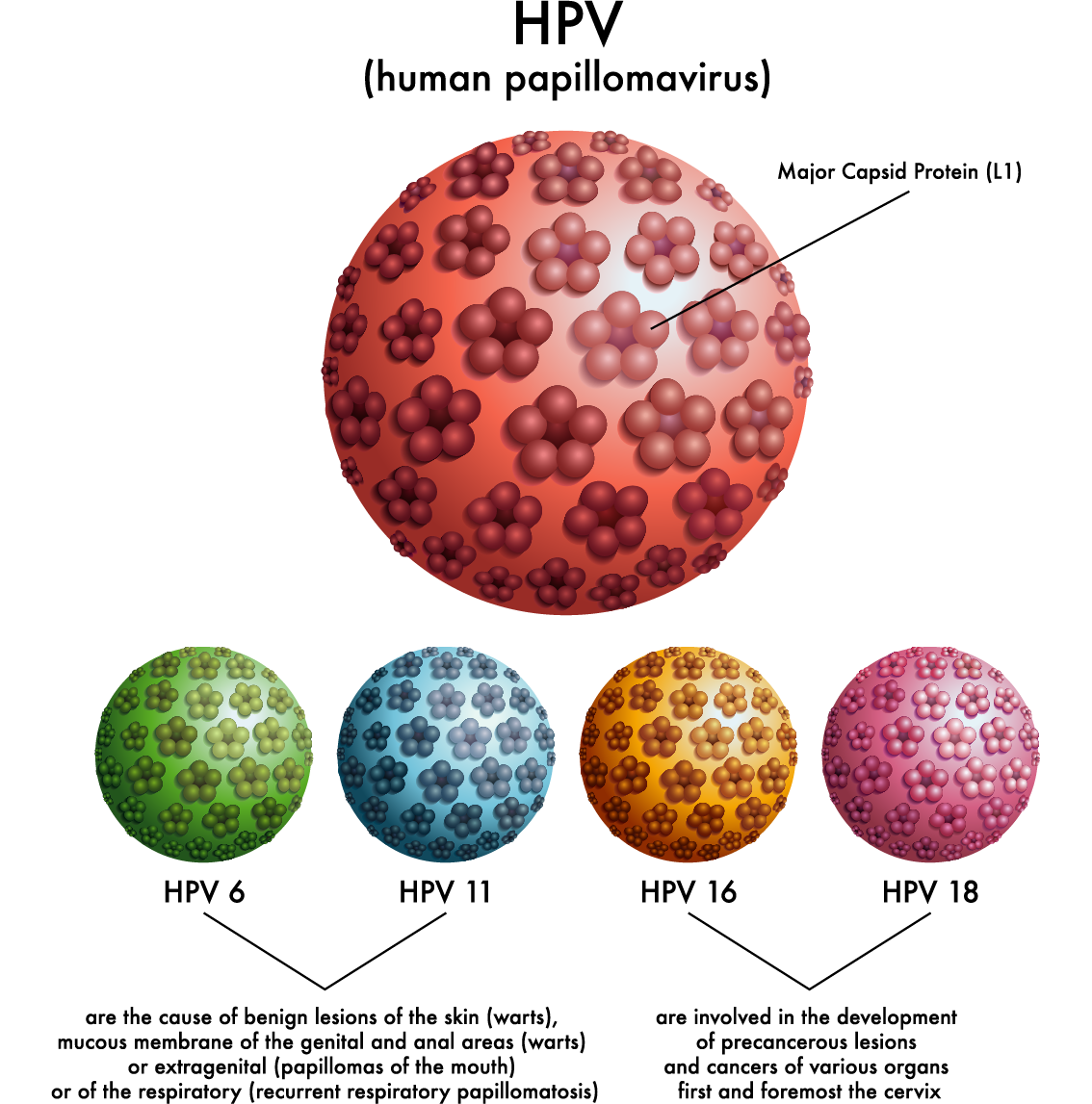 HPV