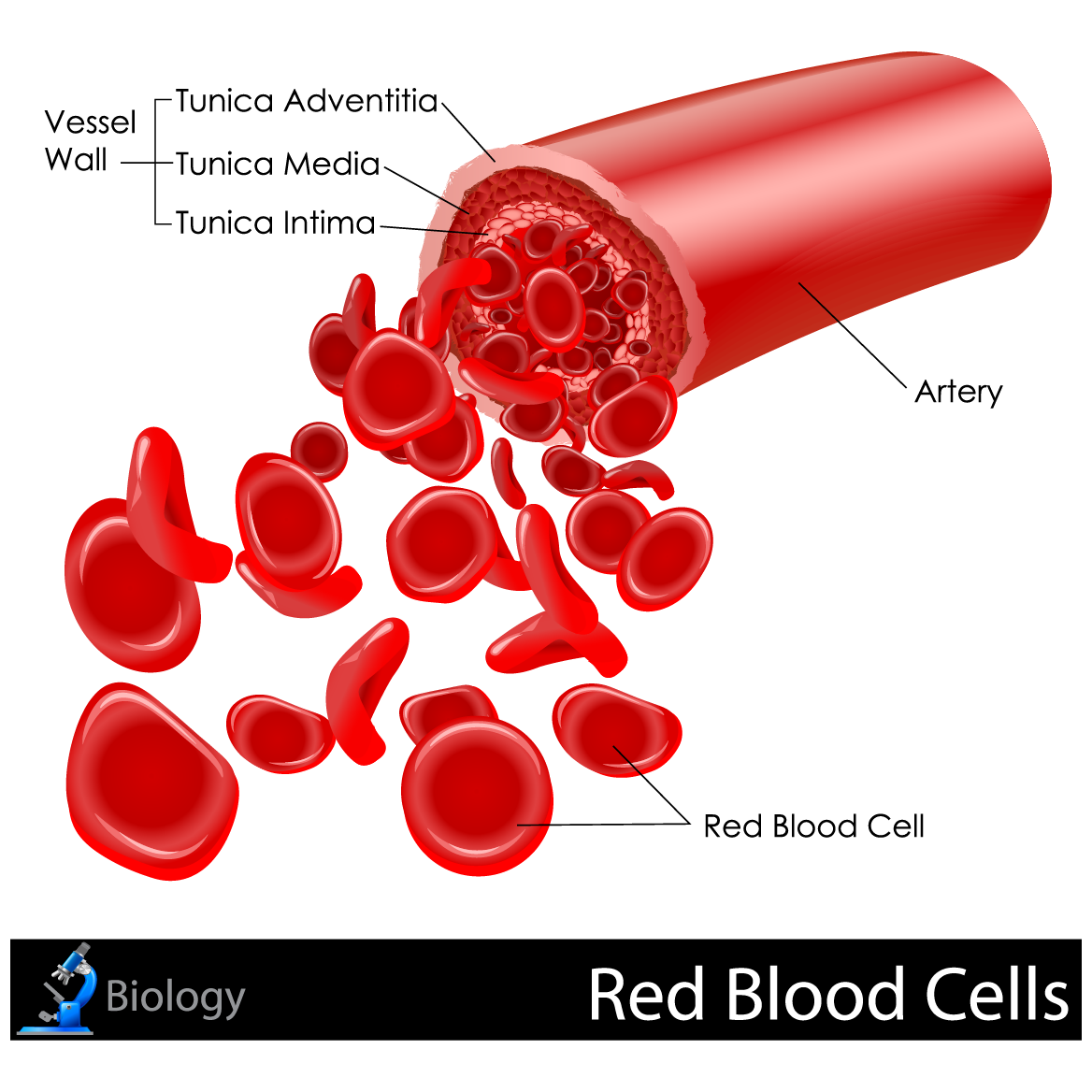 血管红细胞
