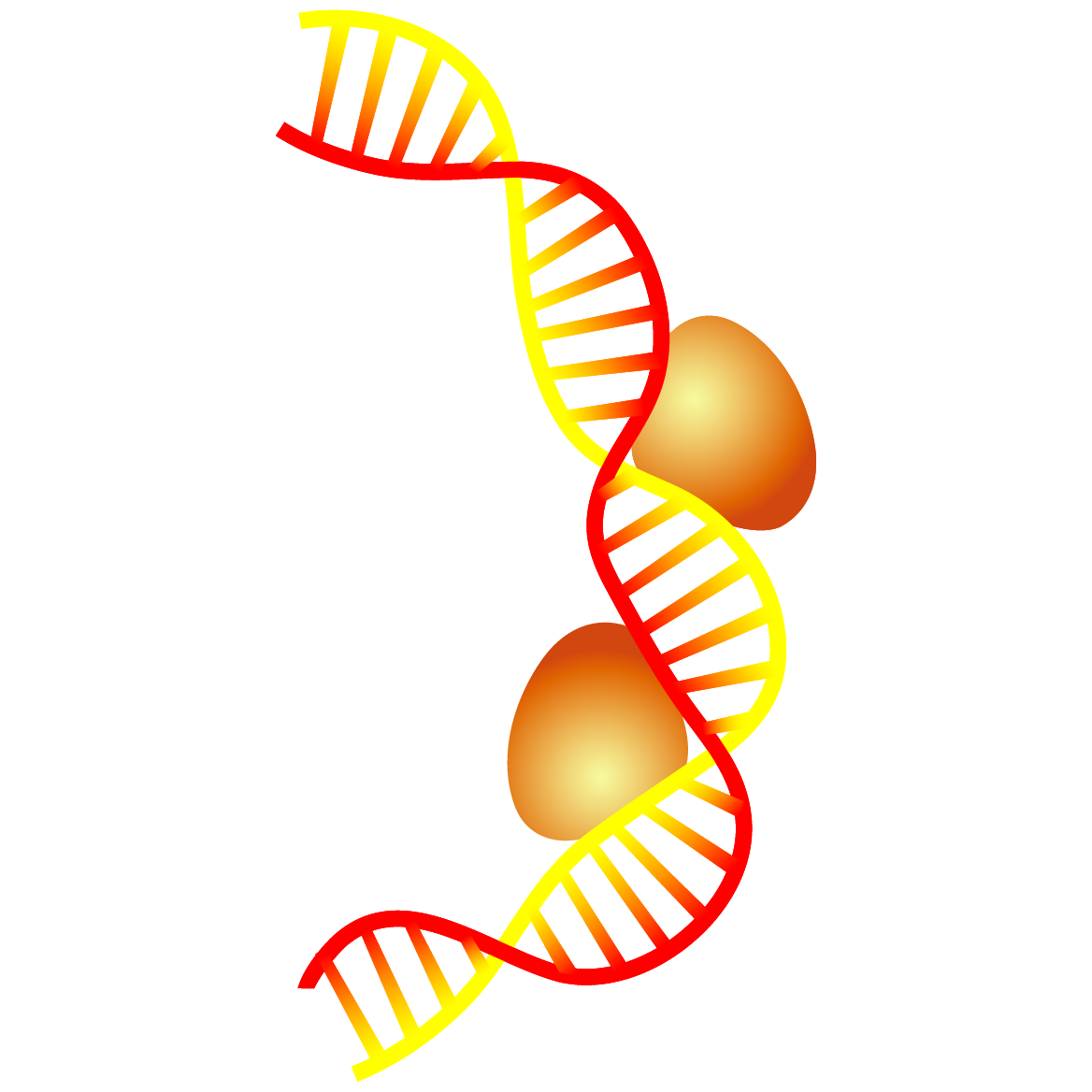 蛋白DNA