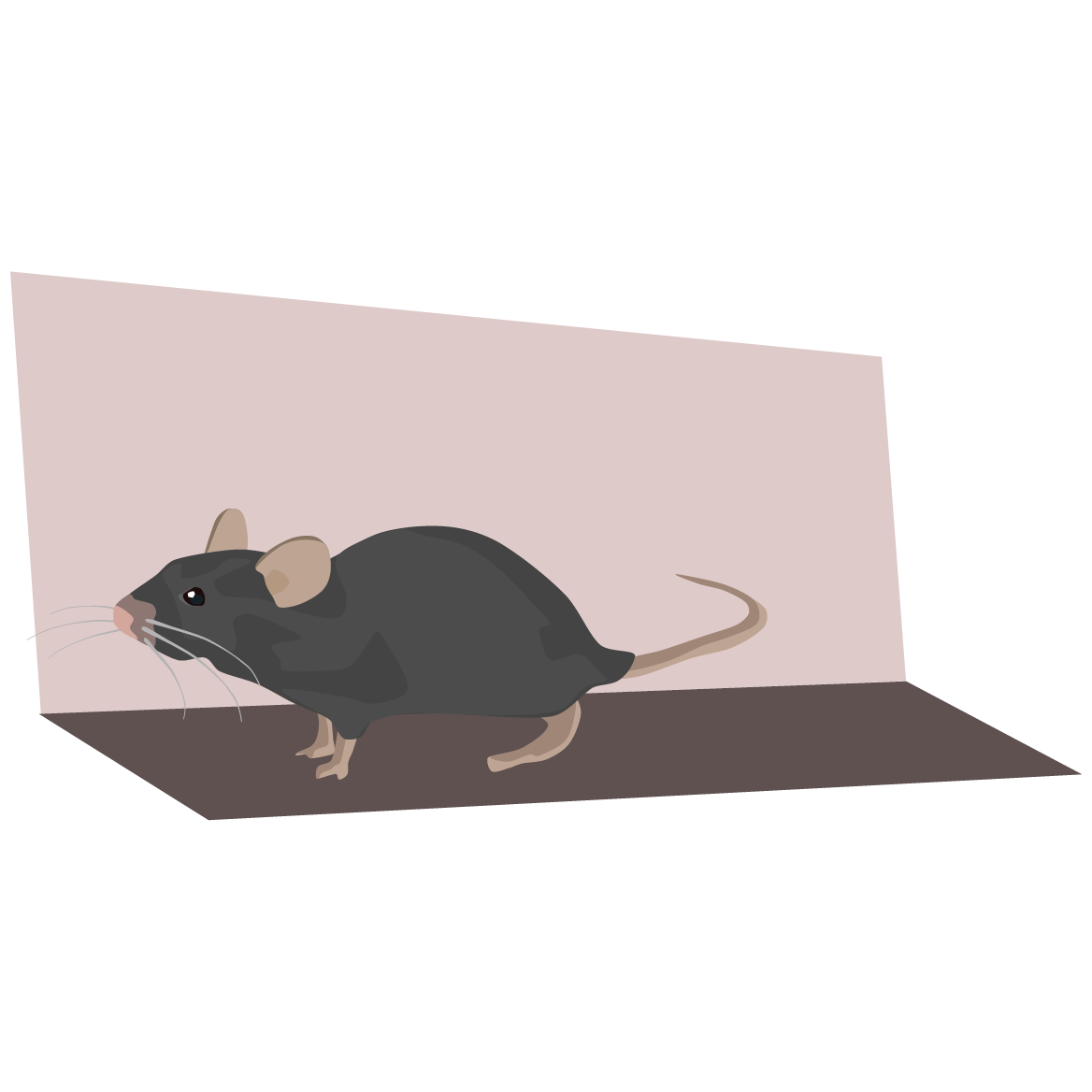 平衡运动鼠