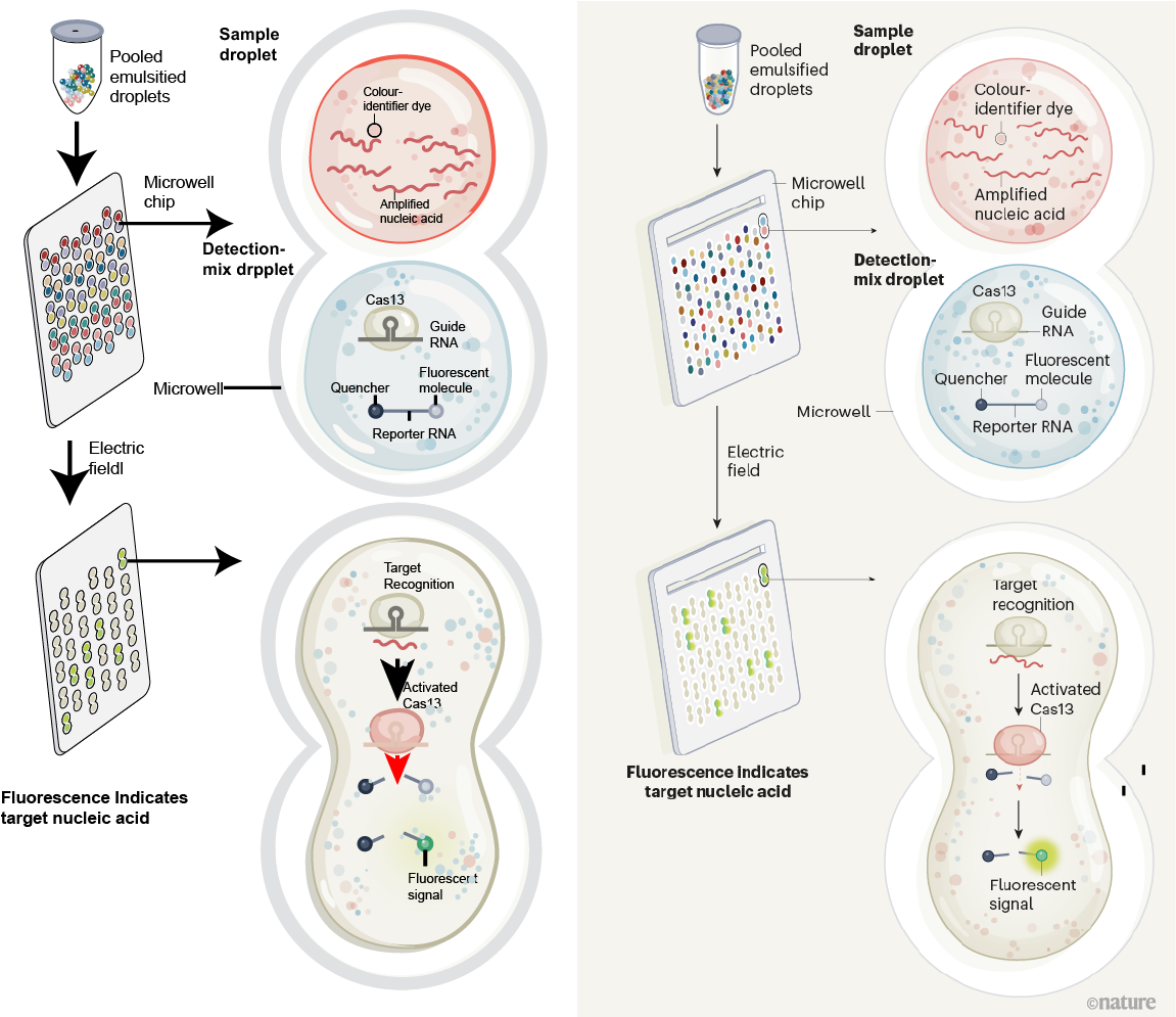 CRISPR