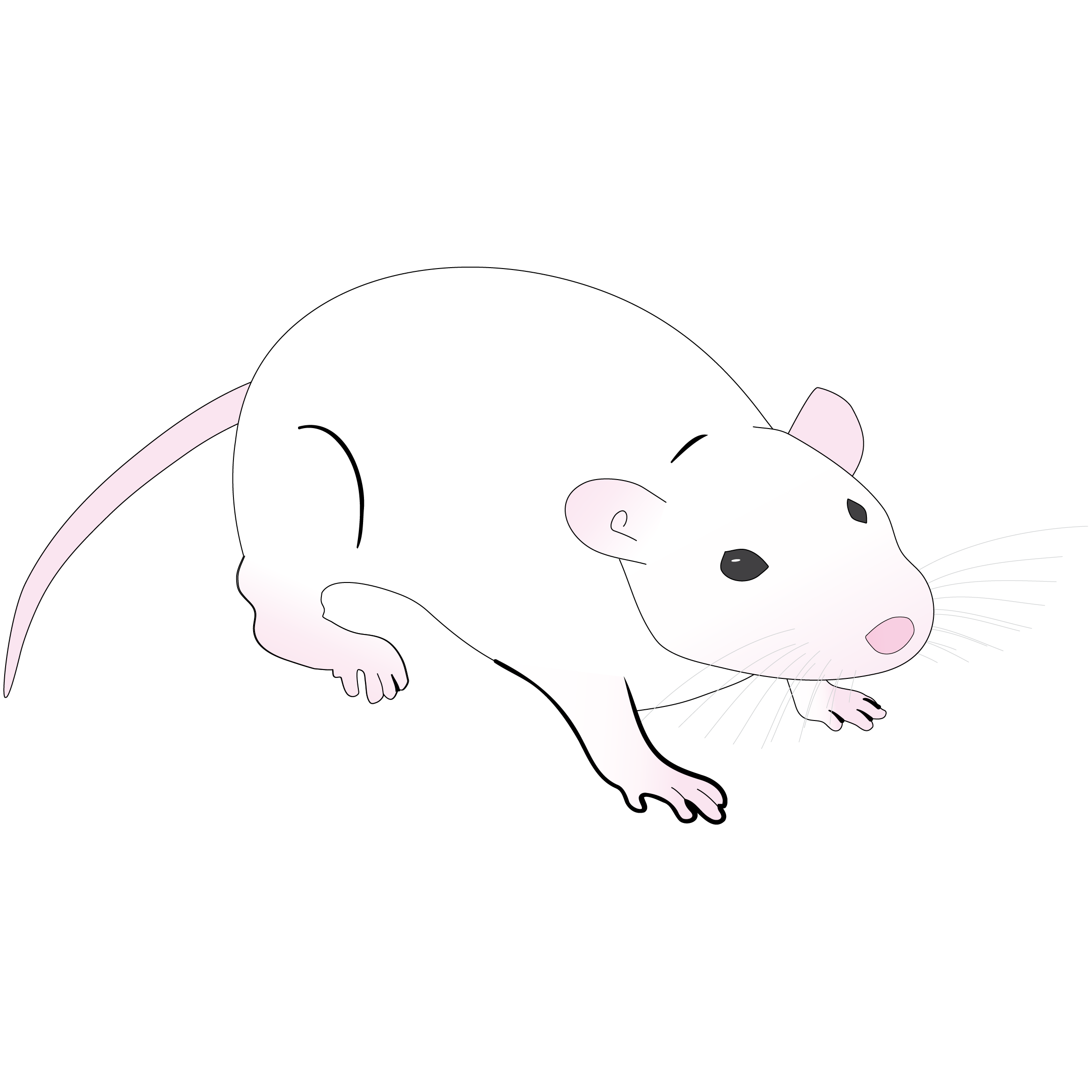 鼠